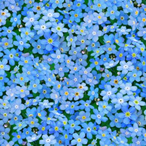 tela blue flowers